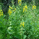 Crotalaria Spectabilis